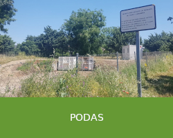 Podas