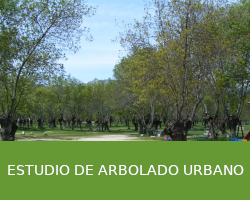 Estudio de arbolado urbano