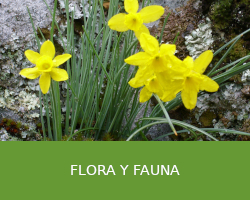 Flora y fauna